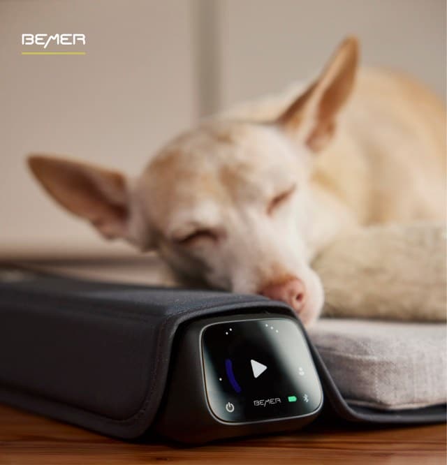 Bemer Therapie Hund Mit Bemer Geraet